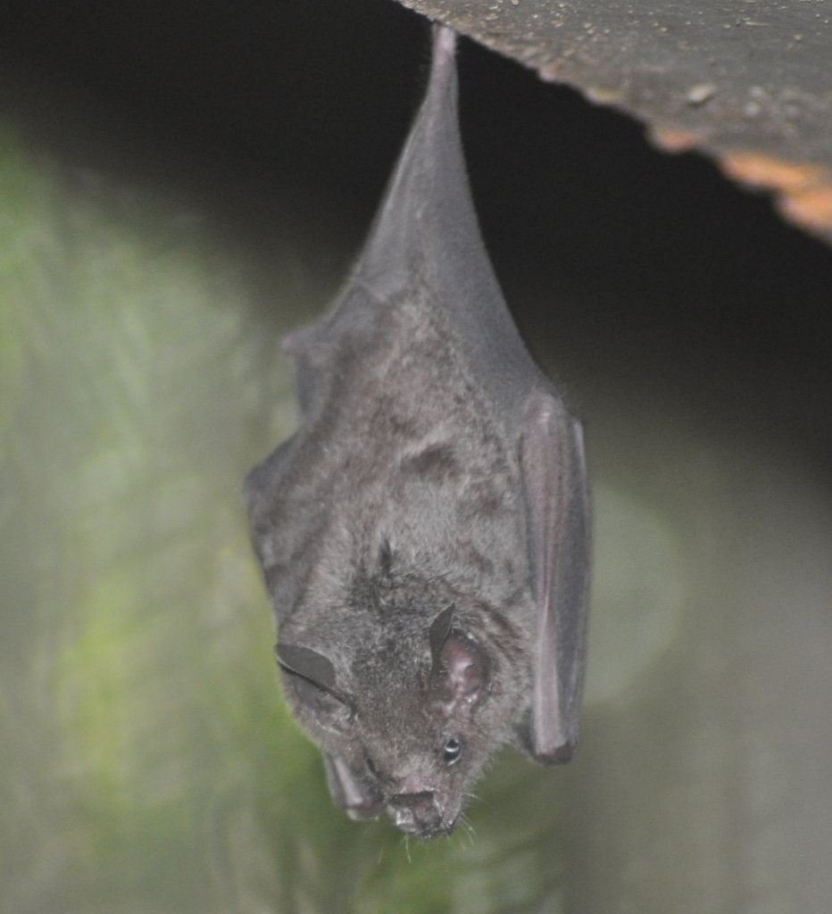 A grey-ish brown bat hanging from a brown metal beam. The background is slightly mottled green and grey