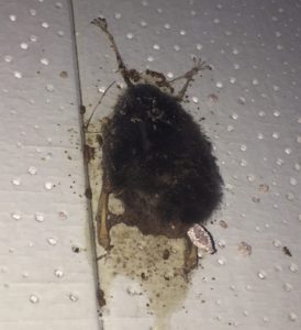 A dead bat hanging against a white background. The feet, legs and wings have been stripped of flesh and are just showing the bone, but the body is still covered in hair.