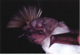 A second portait of a male bat with its crest erect, also showing the bat's white belly and dog-like face.