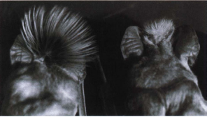 Comparison of the crest hairs of a male (left) and female (right) Chapin's free-tailed bat