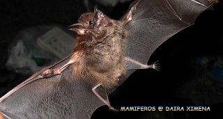 Image of sac-winged bat with wings stretched out, showing the small sacs on the inner elbows of the wings.
