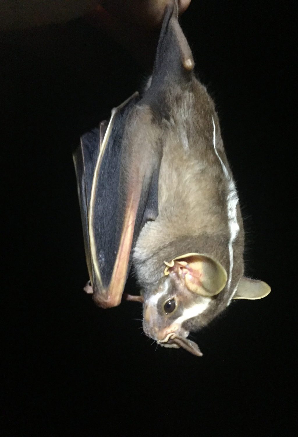 A stripe-y fruit-eating bat, captured in Panama last October. I think it is a great stripe-faced bat (Vampryodes carraccioli), but was not able to ID it in the field.