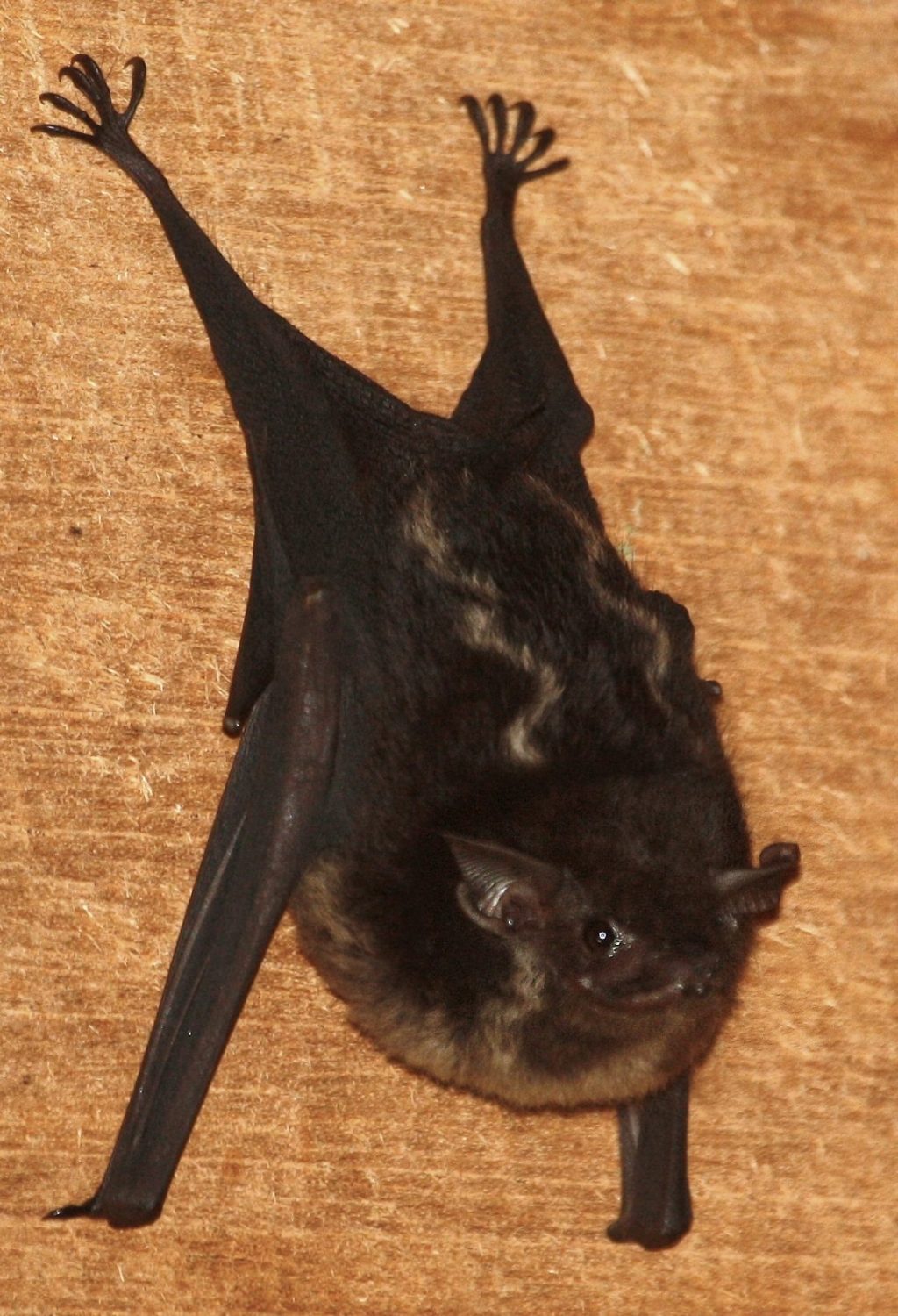 A greater sac-winged bat (Saccopteryx bilineata, showing off some wavy lines on its back. These bats roost in relatively open places like tree trunks, and it is thought the lines help break up their outline so they blend in. Photo: Karin Schneeberger/Wikimedia Commons